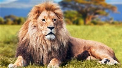 اسم للاسد ورد في القران الكريم مكون من 5 حروف