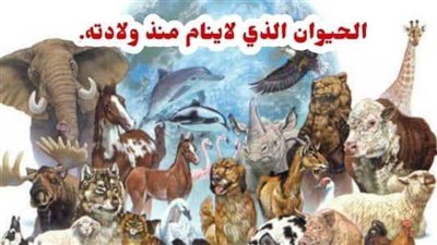 ما هو الحيوان الذي لا ينام منذ ولادته حتى مۏته