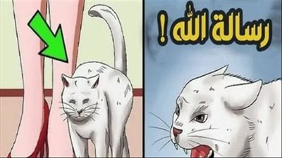 إذا اقتربت منك قطة فهناك 3 رسائل من الله لك (تعرف عليهم)