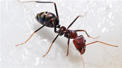 ما حكم ق.تل النمل الذي في المنازل