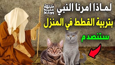 لماذا شرع النبي  صلى الله عل وسام  تربية القطط في المنزل ؟  ولماذا كان يحبها النبي؟