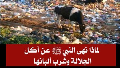 لماذا نهانا رسولنا ﷺ عن شرب لبن الجلاله وعن أكلها؟ وماذا تكون الجلاله