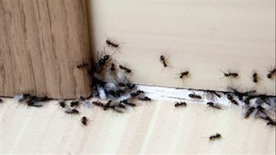 أسباب وجود النمل بكثرة رغم نظافته في البيت يدل على الخير أم الشړ