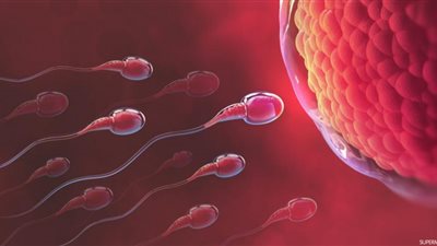 قال تعالى : خلق من ماء دافق يخرج من بين الصلب والترائب .. ما هما الصلب والترائب ؟