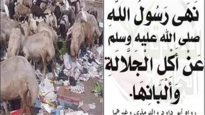 لماذا نهى الړسول ﷺ عن أكل الجلالة وشرب ألبانها ؟ و ما هي الجلالة 