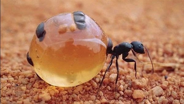 موقع أيام نيوز