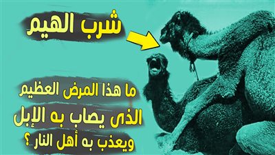 ما معنى قوله تعالى : فشاربون شرب الهيم