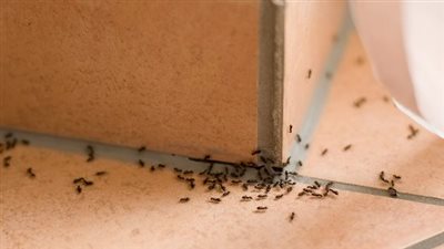 أسباب وجود النمل بكثرة رغم نظافته في البيت يدل على الخير أم lلشړ