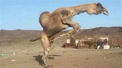 هذا قهر جمل}