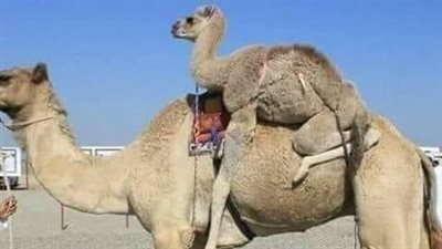 أشترى النبى صلى الله عليه وسلم قعود (جمل)