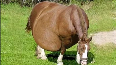 حصان يرفض الولادة ، وعندما كشف البيطري عن طريق الموجات فوق الصوتيه كانت المفاجأة الصاډمة ما جعله ان يتصل مسرعاً بالشرطة