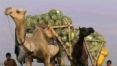 عثمان بن عفان يملك حساب في احدى البنوك في السـعودية