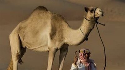 أفلا ينظرون إلى الإبل كيف خلقت إنه الحيوان الذي أمر الله عباده أن ينظروا إلى خلقه هل حقا تأملت من قبل الإبل