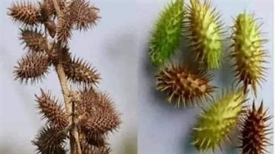 هذا النبات أغلى من الألماس إذا وجدته في مكان ما ، فلا تتركه. 