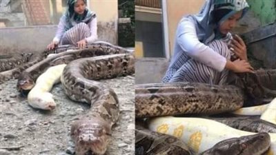 إمرأة عثرت على ثعبان صغير جائع فقررت أن تنقذه