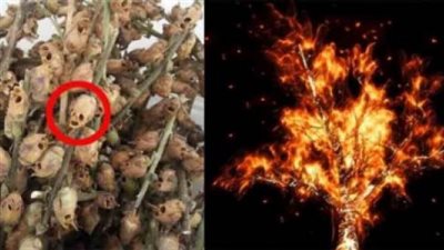 ما هي الشجرة الملعۏڼة التي ذكرت في القران