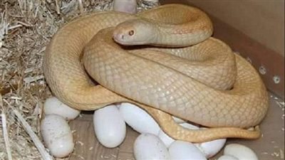 قصة الافعى واختفاء بيضها في البيت