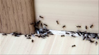 أسباب وجود النمل بكثرة رغم نظافته في البيت يدل على الخير أم الشړ 