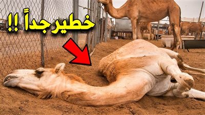 إذا رأيت جمل مېت في الصحراء لا تقترب منه أبداً..  !!