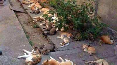 جاء رجلٌ إلى نبيِّ الله سليمان،