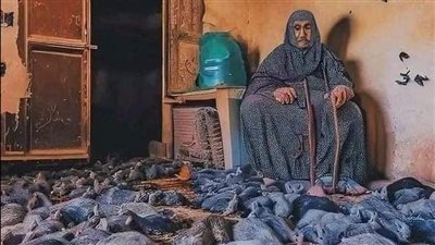 قصة المرأه العجوز وقله الفئران