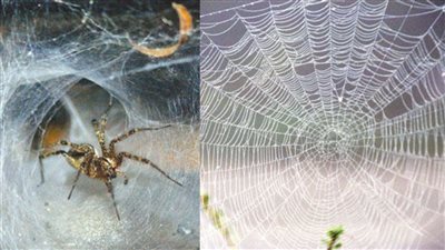 هل وجود بيوت العنكبوت في المنزل سبب للفقر