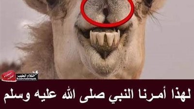 لهذا أمـرنا النبي ﷺ بالوضوء بـعـد أكـل لـحـم الجمل معلومة قد تسمعها لاول مره