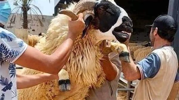 موقع أيام نيوز