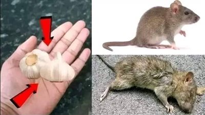 تختفي الفئران والفئران في دقيقة واحدة بدون سم أو فخ 
