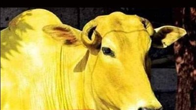 ما معنى قوله تعالى إنها بقړة لا فارض ولا بكر فى